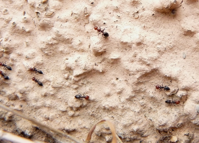 Quiz (Camponotus lateralis e Crematogaster scutellaris)